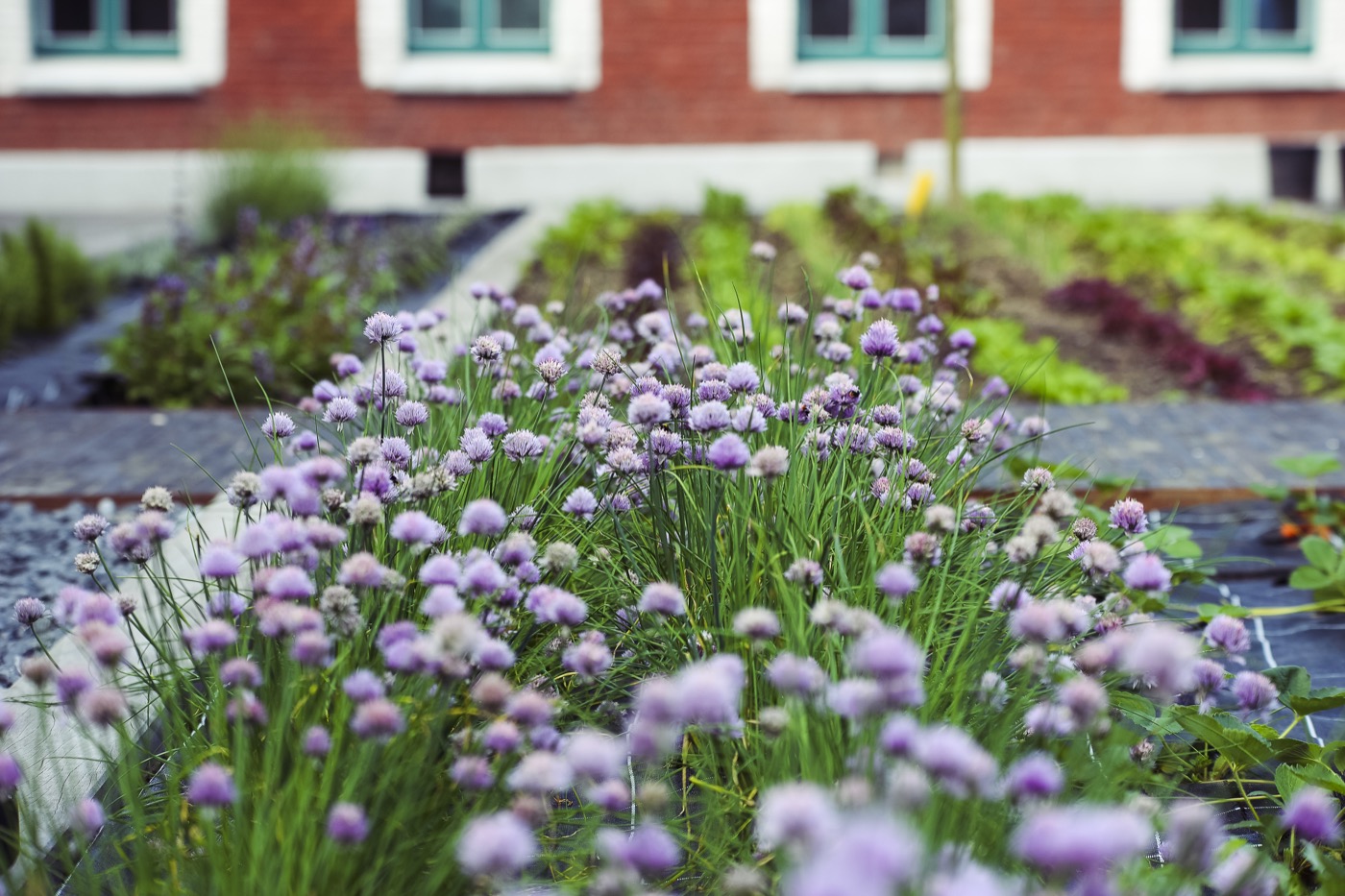 Cité des Électriciens - Jardins - header