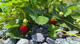 Rendez-vous au jardin - Fraises